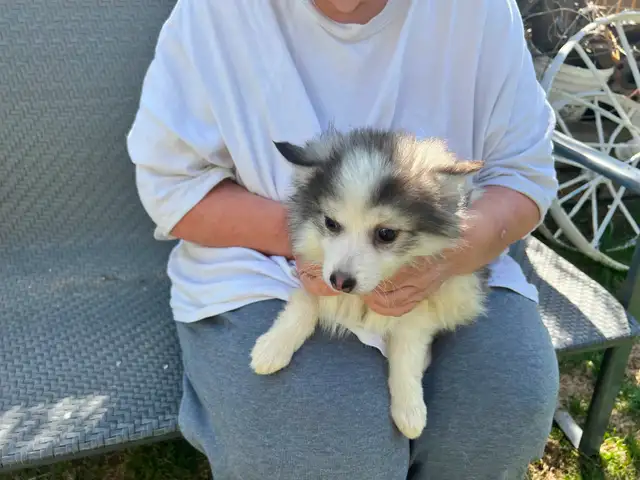 Alaskan Miniature Huskies puppies - Photo 5