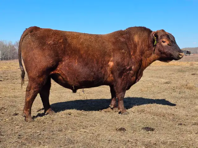 Mature Red Angus Bull For Sale