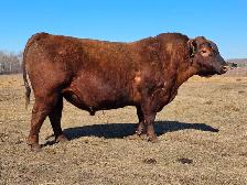 Mature Red Angus Bull For Sale