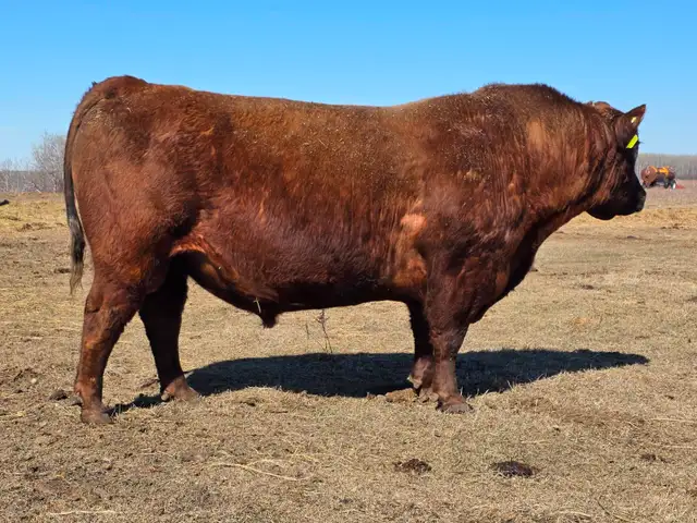 Mature Red Angus Bull For Sale - Photo 2