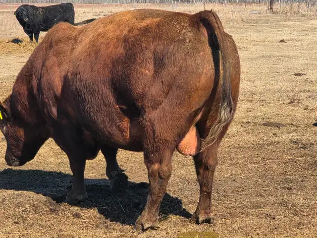 Mature Red Angus Bull For Sale - Photo 3