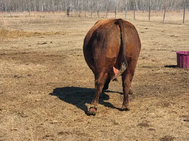 Mature Red Angus Bull For Sale - Photo 4