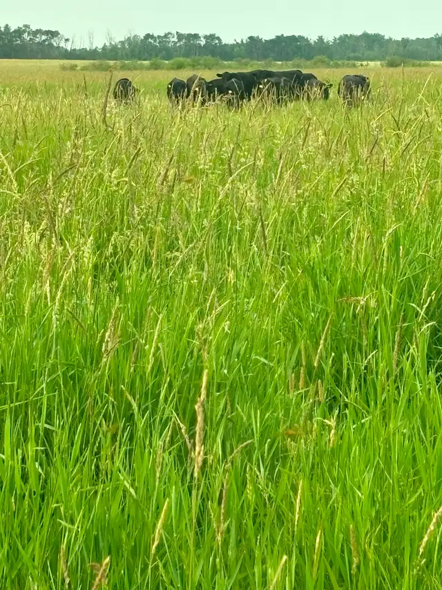 PASTURE/LAND FOR SALE