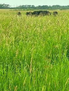 PASTURE/LAND FOR SALE