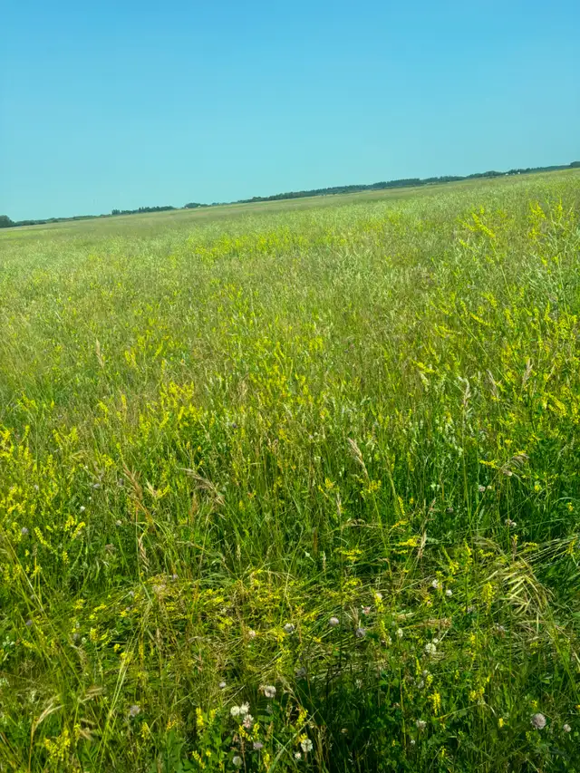 PASTURE/LAND FOR SALE - Photo 2