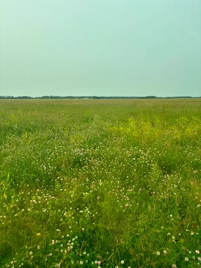 PASTURE/LAND FOR SALE - Photo 4