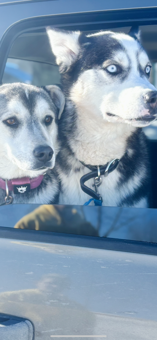 Free to a good home with experience with huskies!