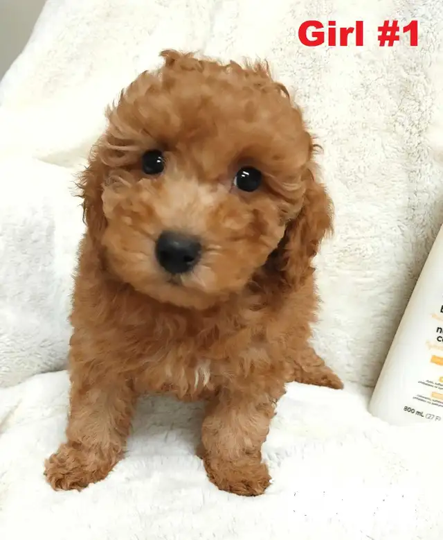Adorable red toy/mini poodle girls. Nonshedding. hypoallergenic
