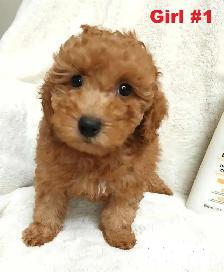 Adorable red toy/mini poodle girls. Nonshedding. hypoallergenic