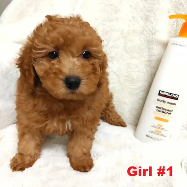 Adorable red toy/mini poodle girls. Nonshedding. hypoallergenic - Photo 2
