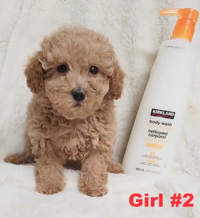 Adorable red toy/mini poodle girls. Nonshedding. hypoallergenic - Photo 3