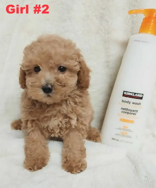 Adorable red toy/mini poodle girls. Nonshedding. hypoallergenic - Photo 4