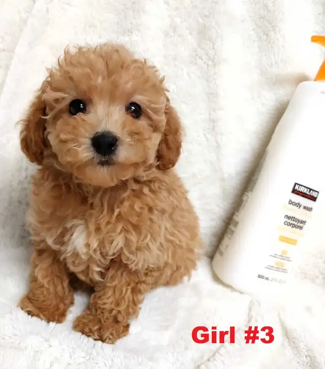 Adorable red toy/mini poodle girls. Nonshedding. hypoallergenic - Photo 5