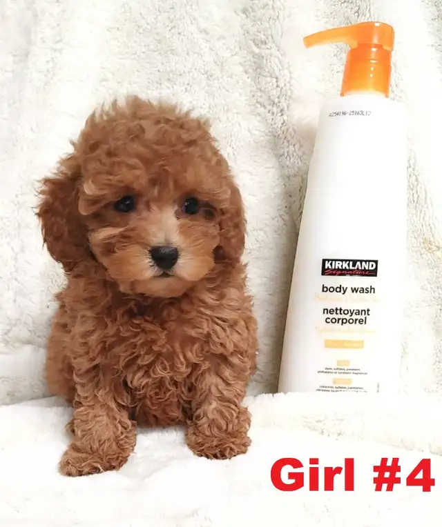 Adorable red toy/mini poodle girls. Nonshedding. hypoallergenic - Photo 7