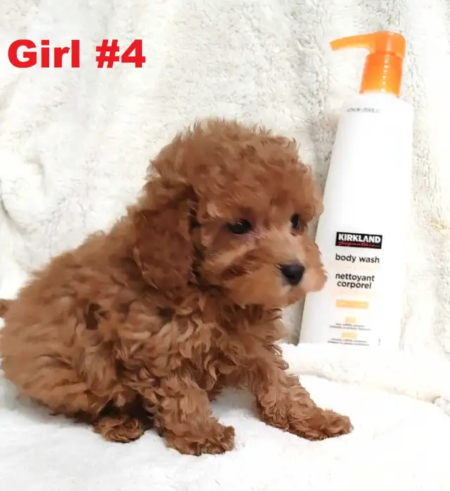 Adorable red toy/mini poodle girls. Nonshedding. hypoallergenic - Photo 8