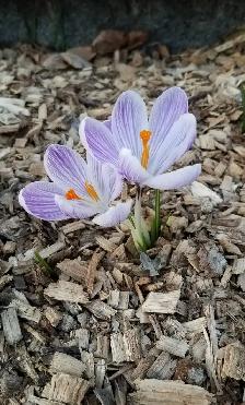 Wanted: Bark Chips/ Wood Chips