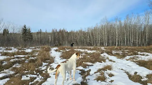 Perfect acerage for sale! - Photo 6