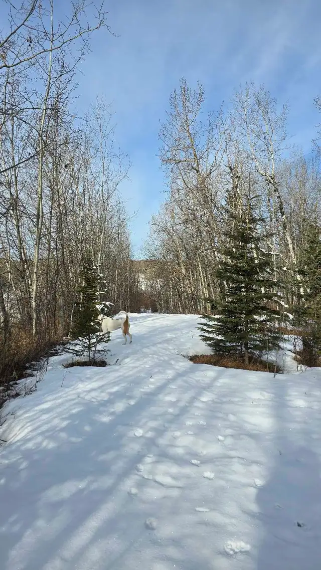 Perfect acerage for sale! - Photo 8