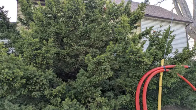 arborist wanted to trim my hedge??