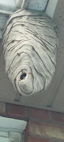 ALL KIND PEST CALL 647 404 2562 PEOPLES PEST AND ANIMAL CONTROL - Photo 2