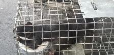 ALL KIND PEST CALL 647 404 2562 PEOPLES PEST AND ANIMAL CONTROL - Photo 5