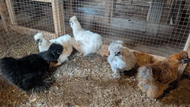 silkie hens