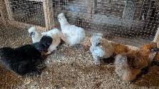 silkie hens