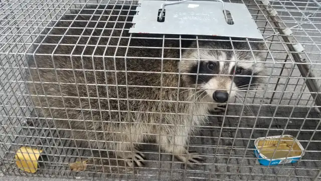 ALL KIND PEST CALL 647 404 2562 PEOPLES PEST AND ANIMAL CONTROL - Photo 4