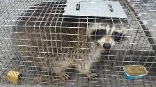 ALL KIND PEST CALL 647 404 2562 PEOPLES PEST AND ANIMAL CONTROL - Photo 4