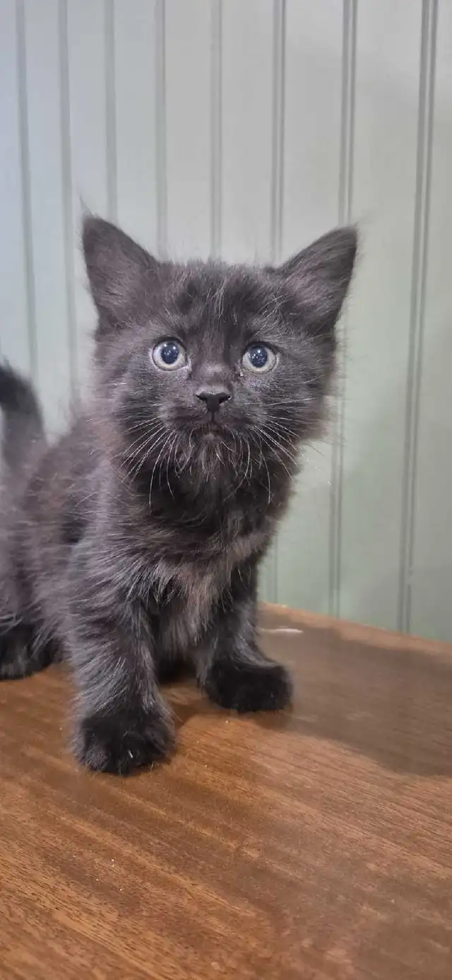 Tortoiseshell female kittens & tiger stripe male kitten