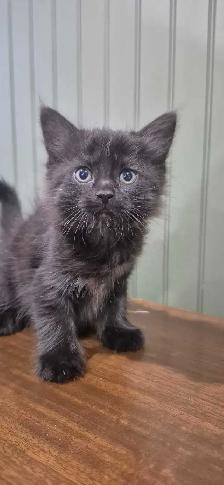 Tortoiseshell female kittens & tiger stripe male kitten