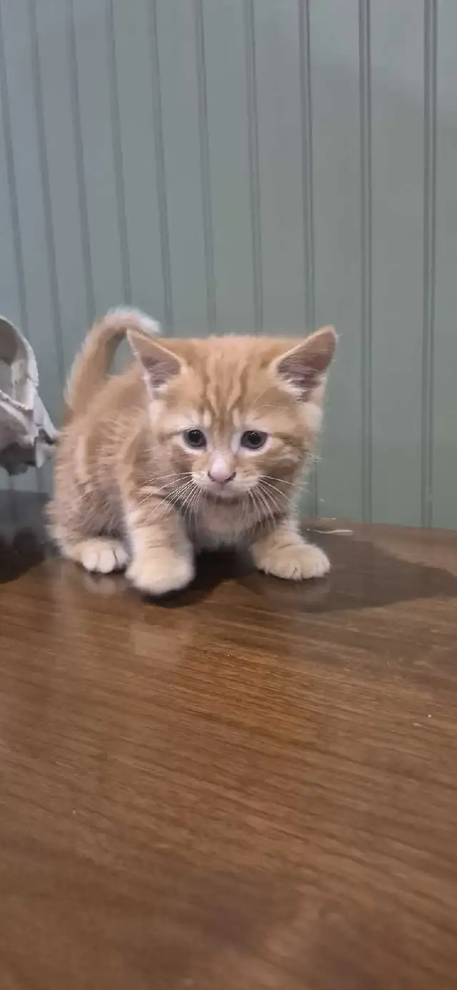 Tortoiseshell female kittens & tiger stripe male kitten - Photo 2