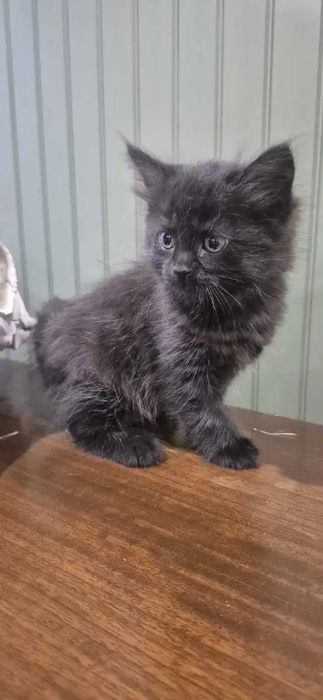 Tortoiseshell female kittens & tiger stripe male kitten - Photo 3