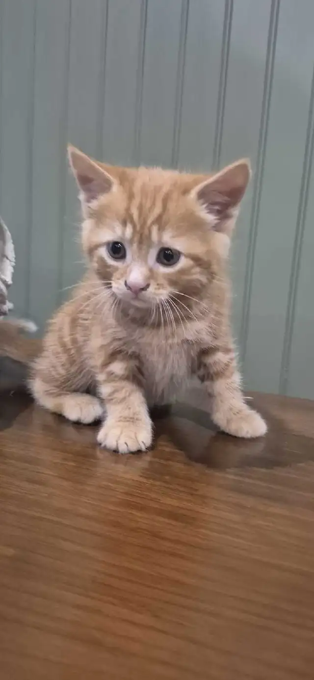 Tortoiseshell female kittens & tiger stripe male kitten - Photo 4