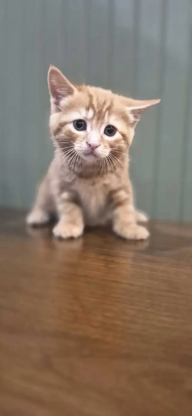 Tortoiseshell female kittens & tiger stripe male kitten - Photo 5