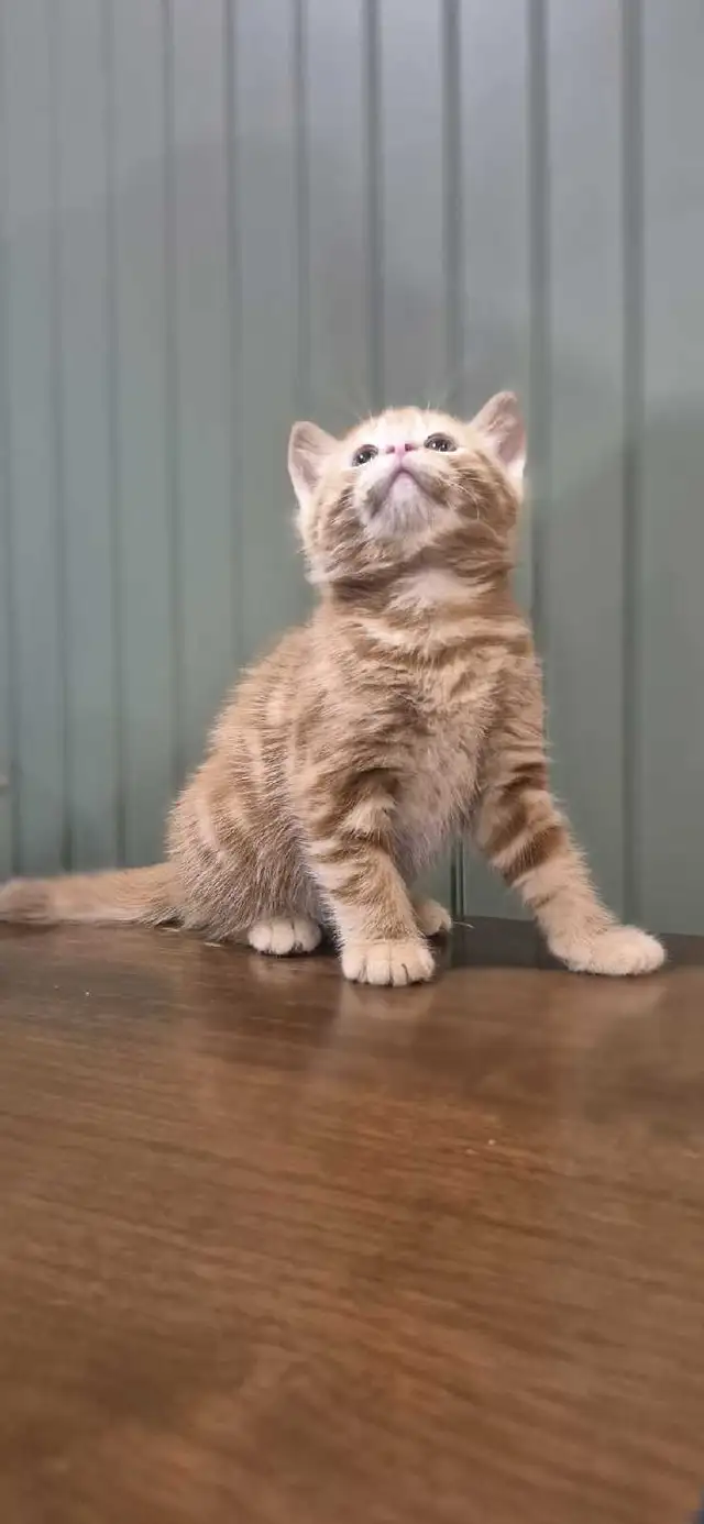 Tortoiseshell female kittens & tiger stripe male kitten - Photo 6