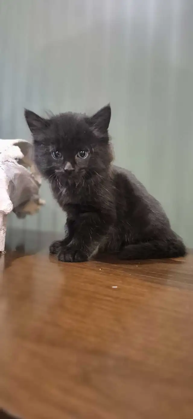 Tortoiseshell female kittens & tiger stripe male kitten - Photo 7