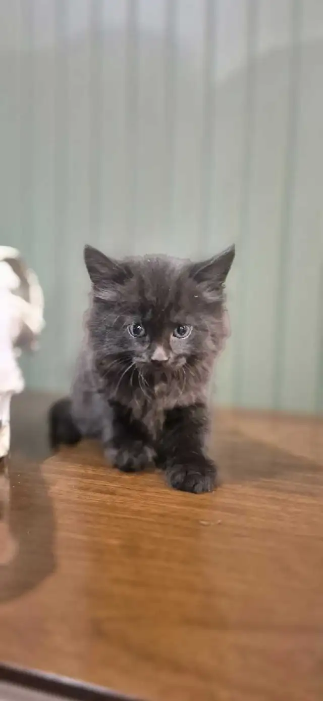 Tortoiseshell female kittens & tiger stripe male kitten - Photo 8