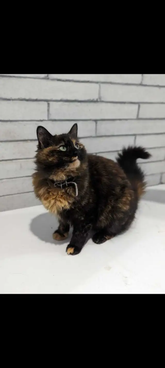 Tortoiseshell female kittens & tiger stripe male kitten - Photo 9