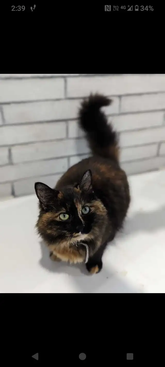 Tortoiseshell female kittens & tiger stripe male kitten - Photo 10