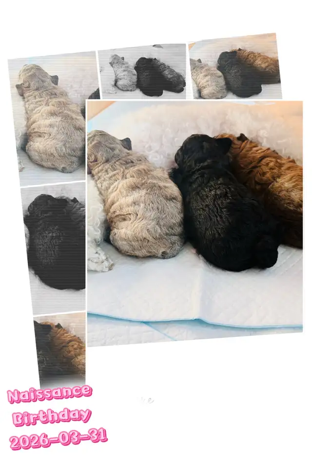 Caniche/Poodle (Tiny )Toy