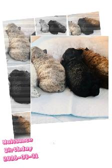 Caniche/Poodle (Tiny )Toy