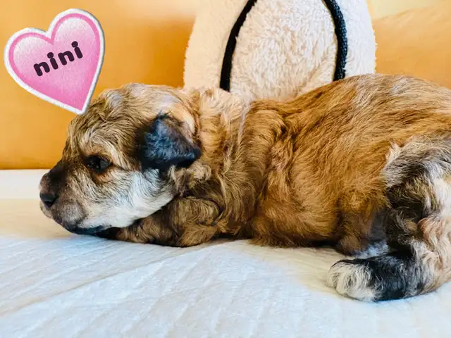 Caniche/Poodle (Tiny )Toy - Photo 3