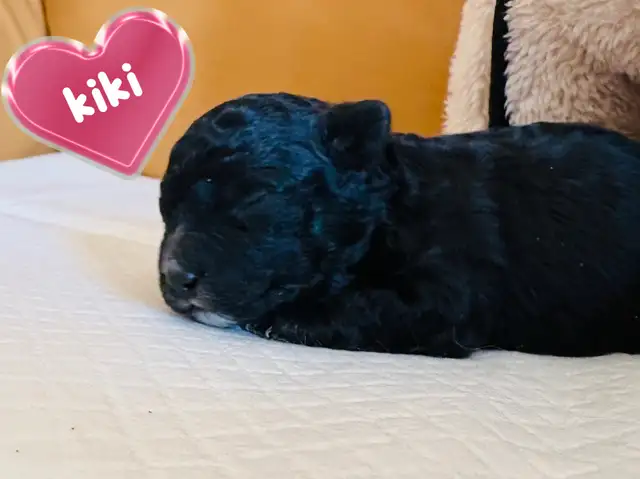 Caniche/Poodle (Tiny )Toy - Photo 4