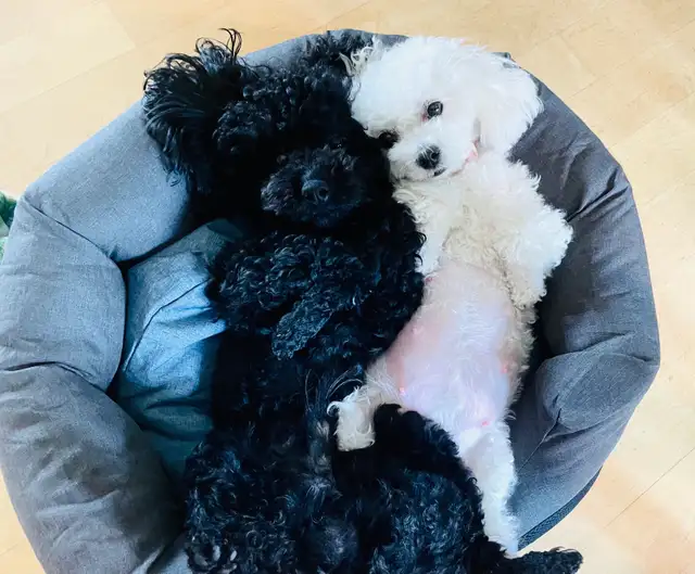 Caniche/Poodle (Tiny )Toy - Photo 5