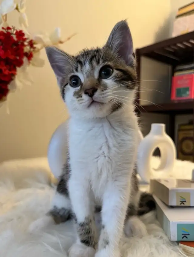 Pet Sitter/ Cat Overnight Care - Photo 3