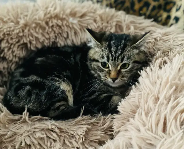 Pet Sitter/ Cat Overnight Care - Photo 4