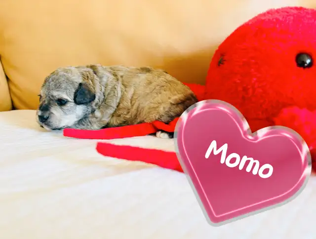 Caniche Poodle Toy Tiny - Photo 2