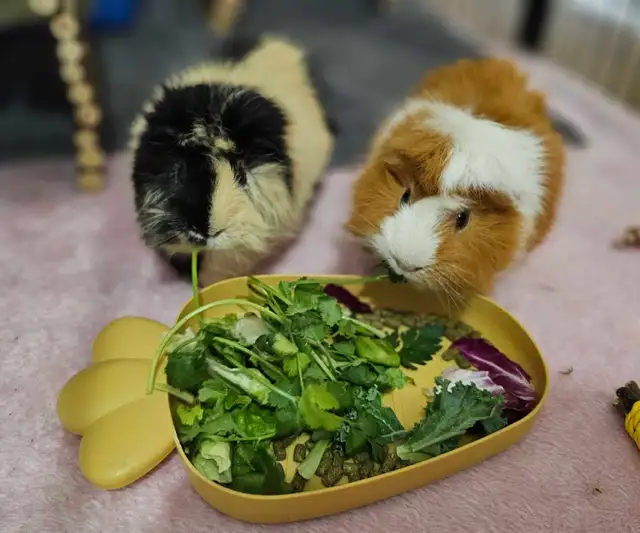 Rabbit and guinea pig hotel
