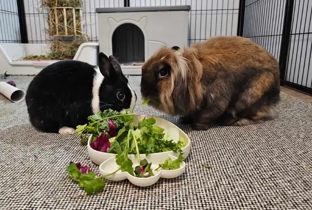Rabbit and guinea pig hotel - Photo 2